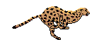  photographs of cheetahs for wallpaper